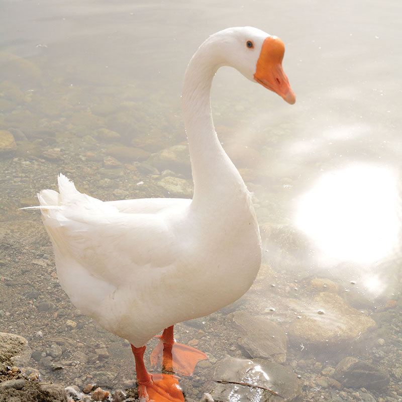 goose at Farmington pond
